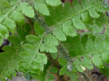 Polystichum cfr. setiferum